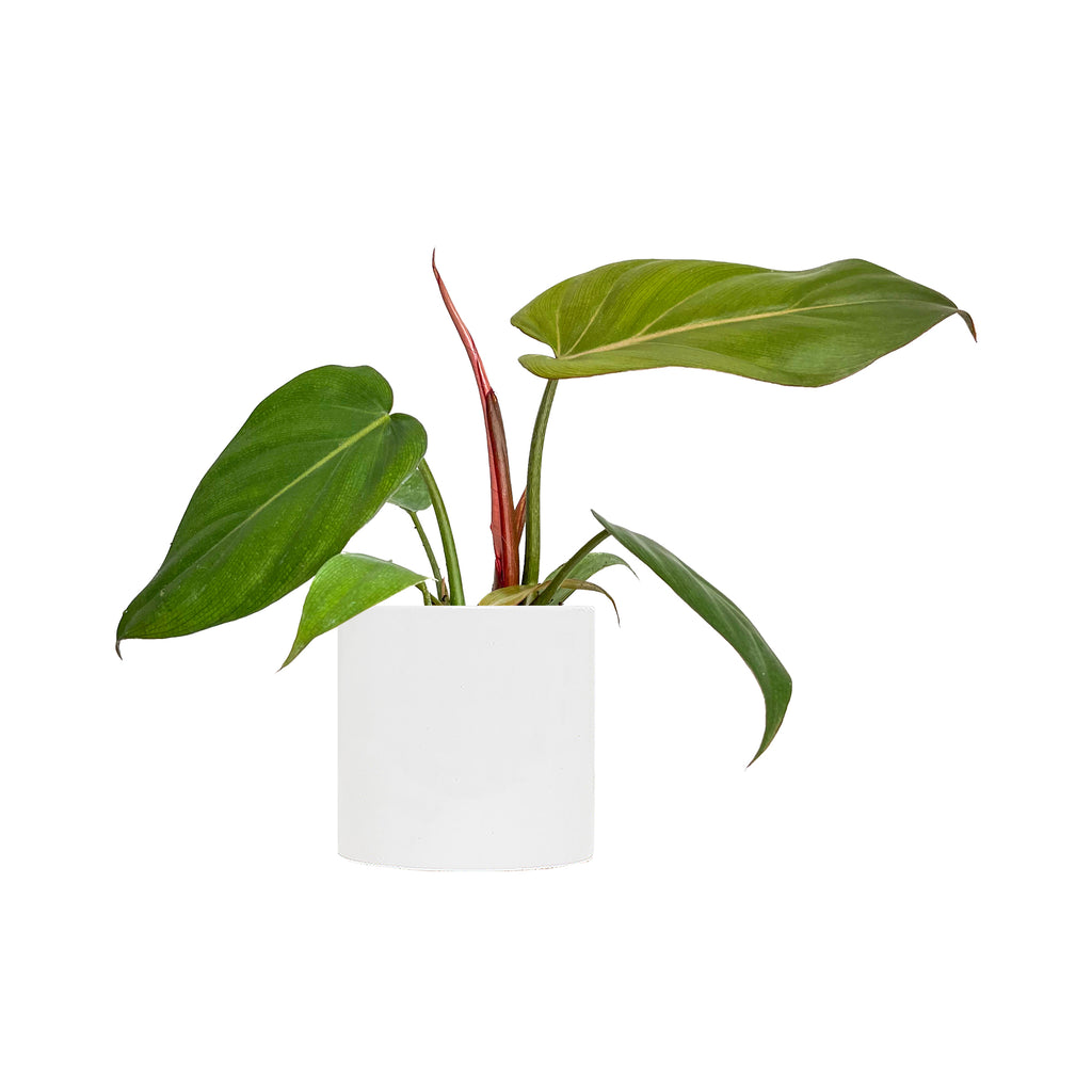 Philodendron 'Summer Glory' Small