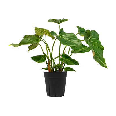 Philodendron 'Summer Glory' Extra Large
