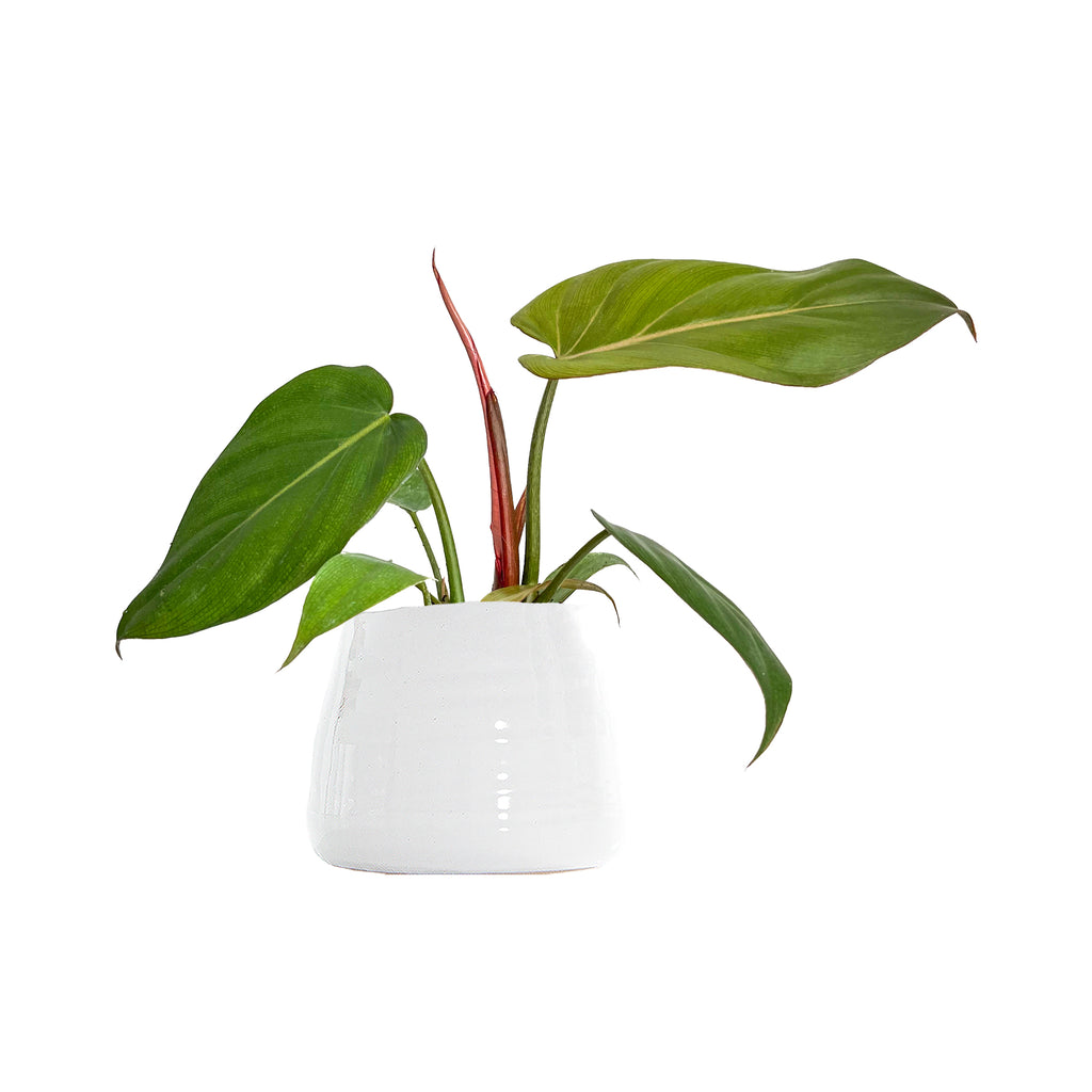 Philodendron 'Summer Glory' Small