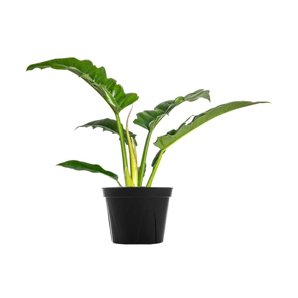 Philodendron Tiger Tooth Large
