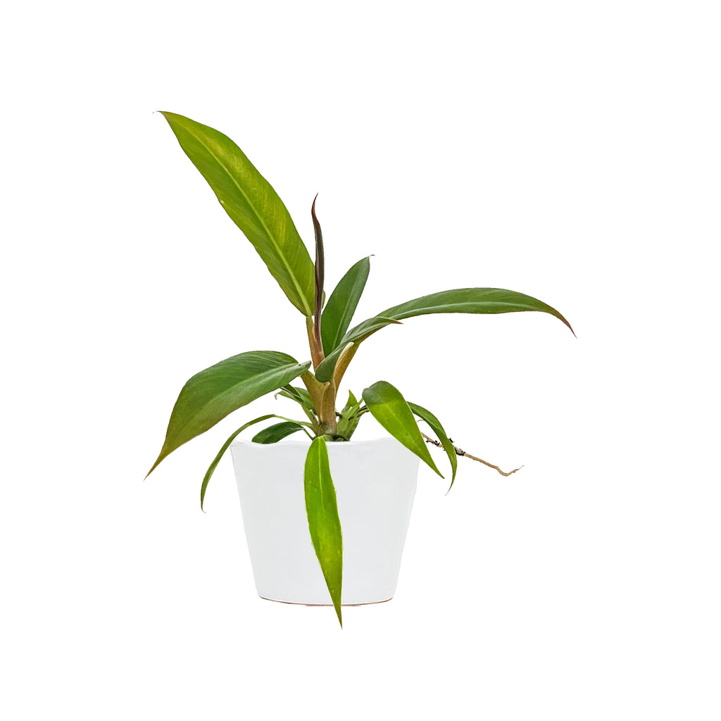 Philodendron Tiger Tooth