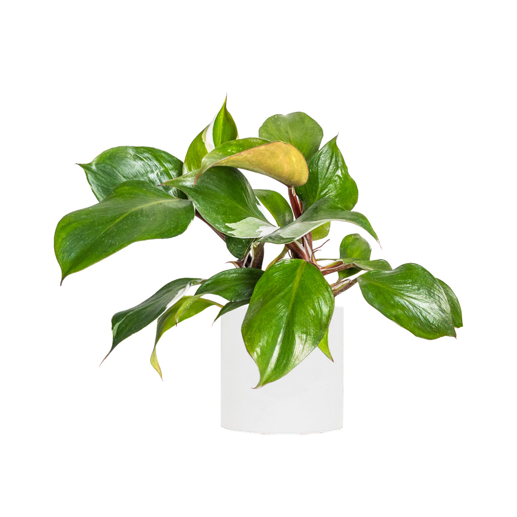 Philodendron White Knight Small