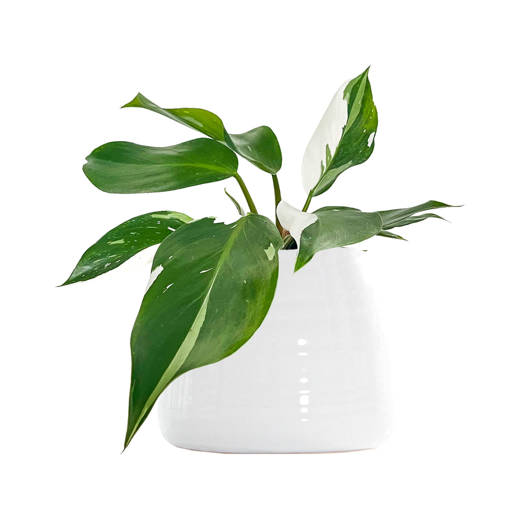 Philodendron White Knight Large
