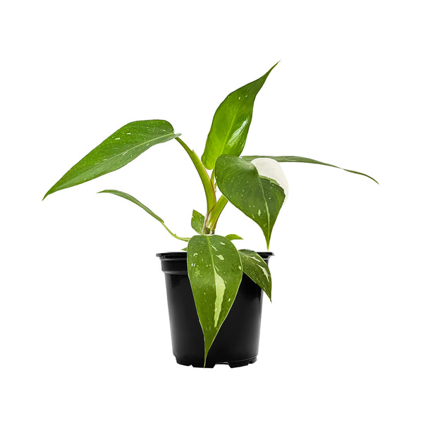 Philodendron White Princess - Small / Grow
