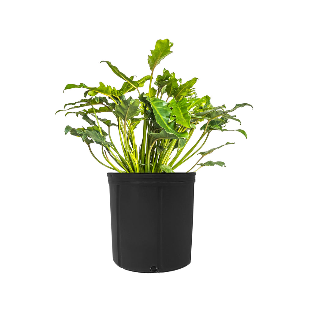 Philodendron Xanadu Extra Large