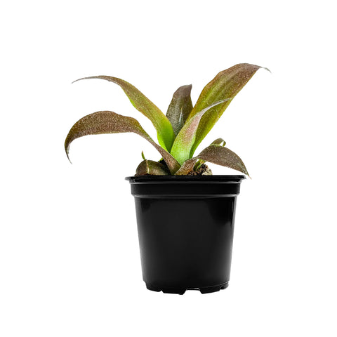 Pineapple Cathy Mini
