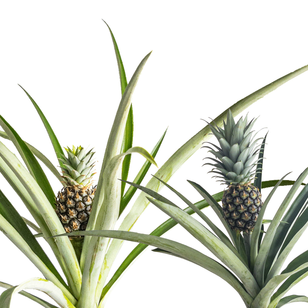 Pineapple Plant Care