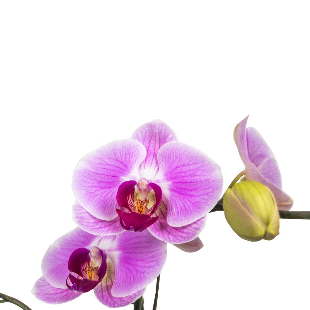 Pink Moth Orchid Large