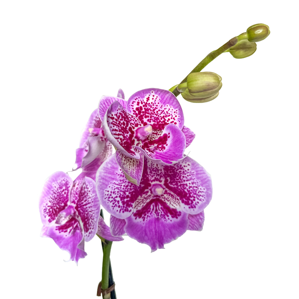 Pink Patterned Orchid Large
