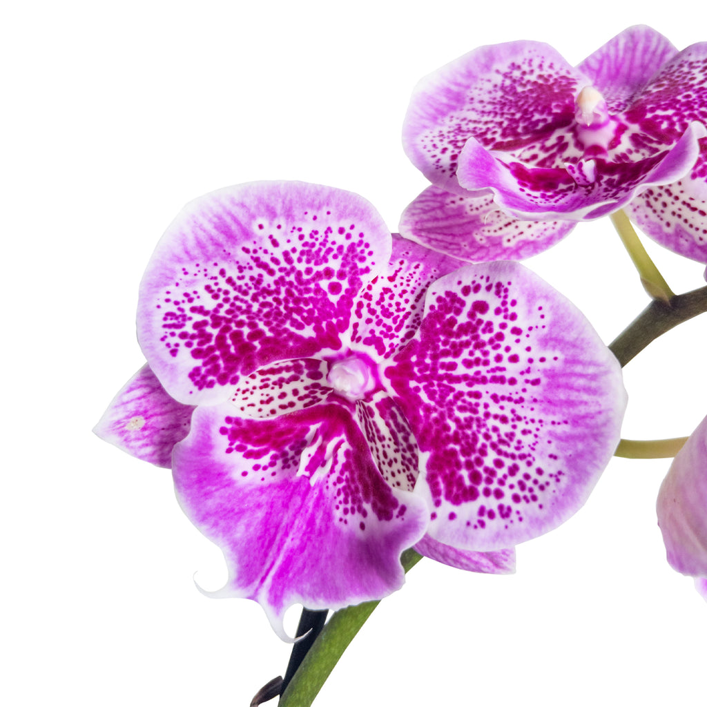 Pink Patterned Orchid Large