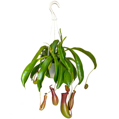 Winged Pitcher Plant