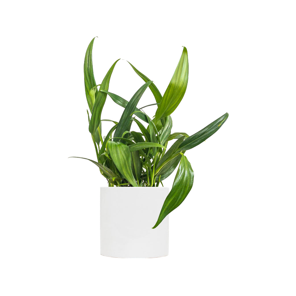 Pothos amplifolia 'Silver Leaf' Large