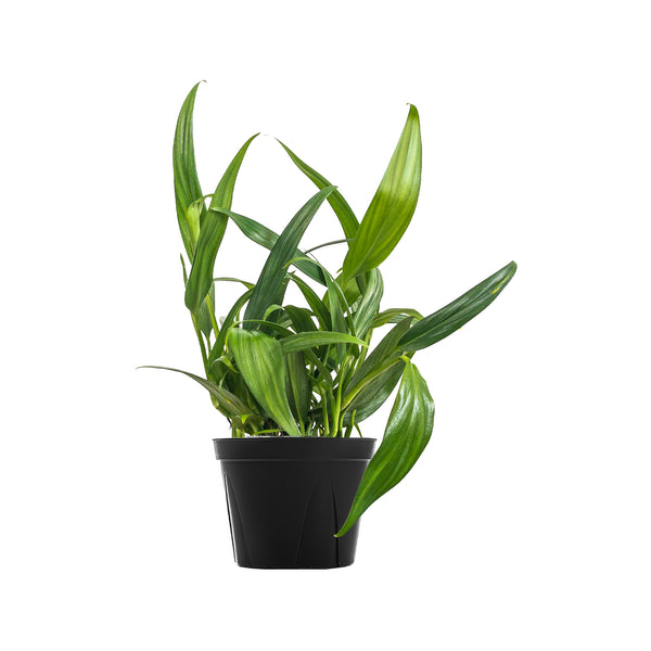 Pothos amplifolia 'Silver Leaf' Large
