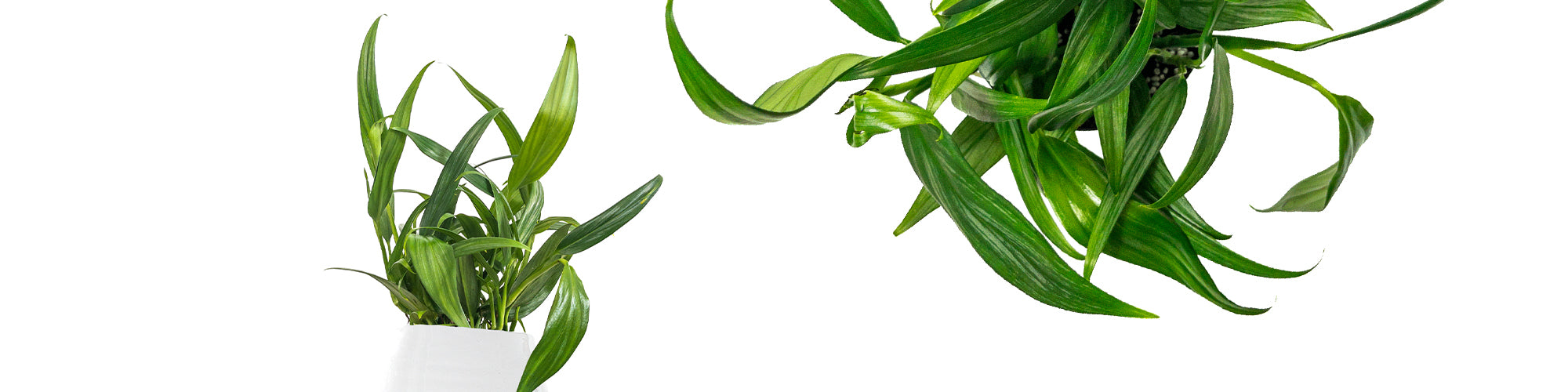 Pothos amplifolia ‘Silver Leaf’