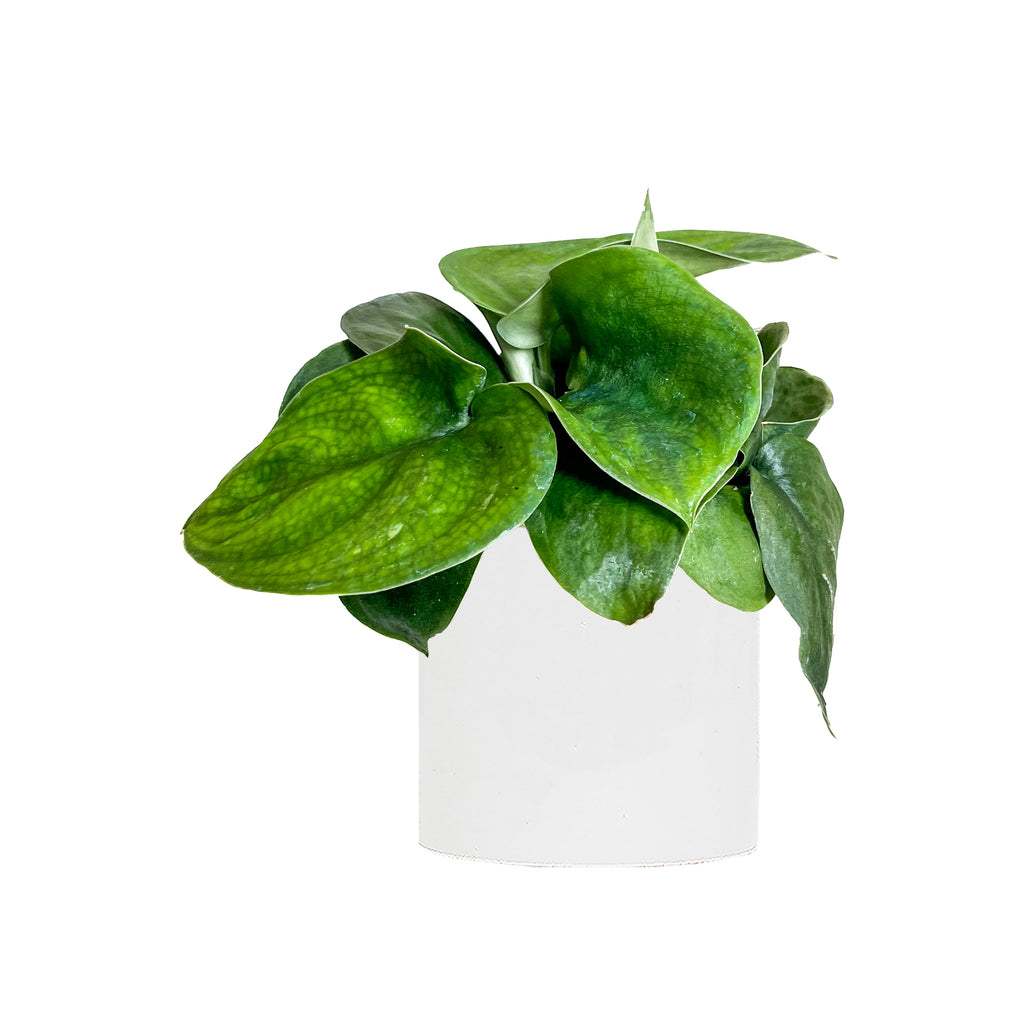 Green Jade Satin Pothos Small