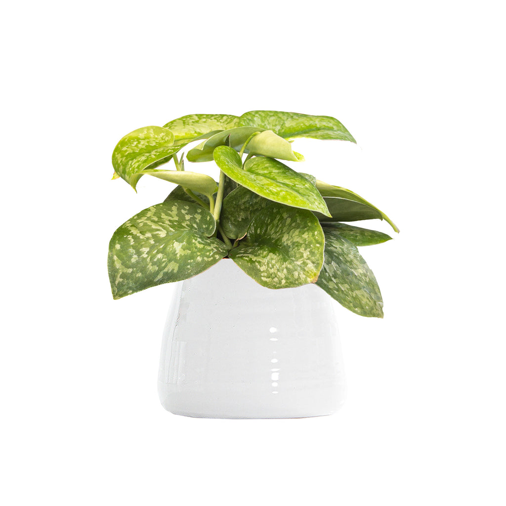 Pothos Silver Splash Small