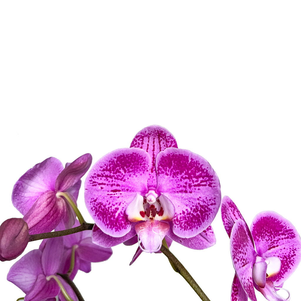 Purple Passion Orchid Large