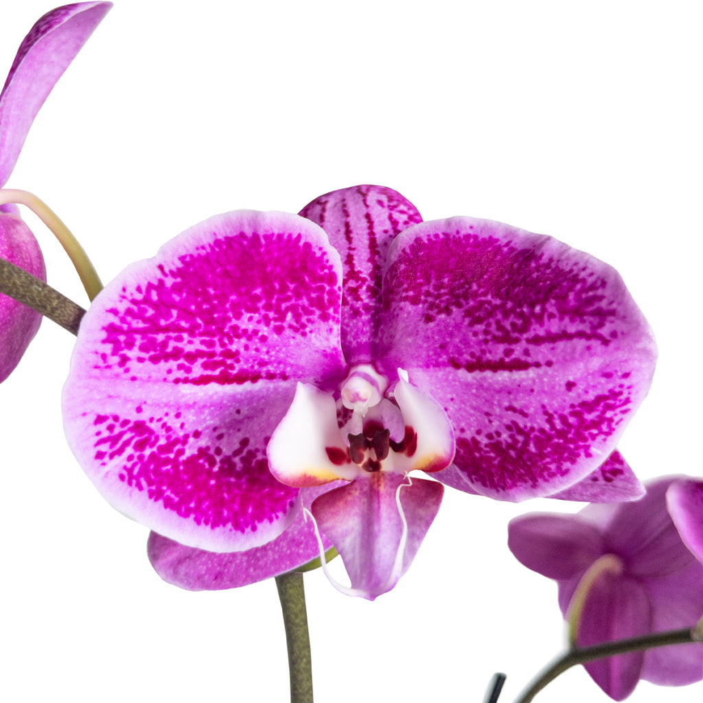 Purple Passion Orchid Large