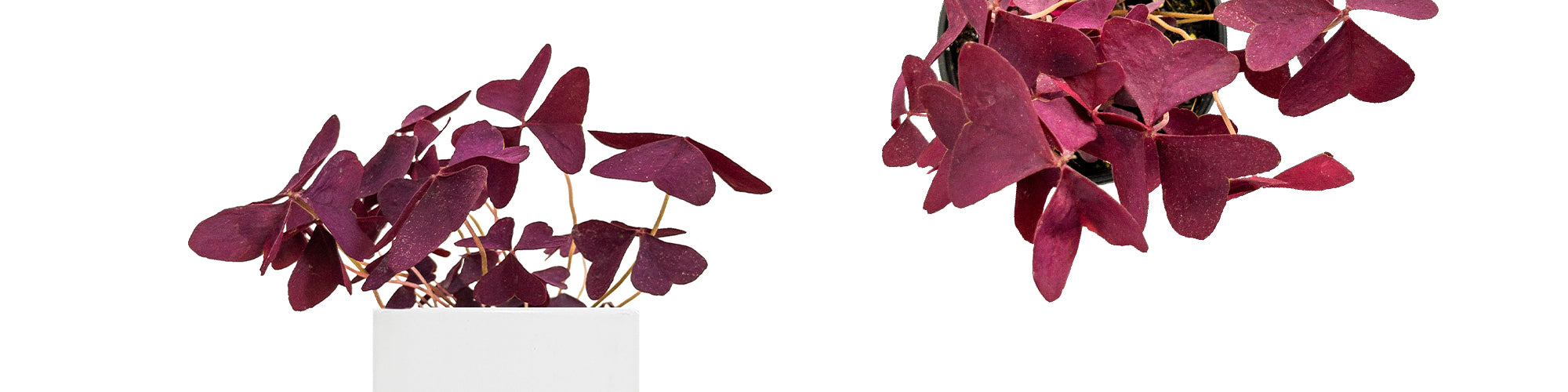 Oxalis Purple Shamrock
