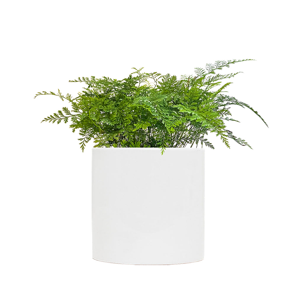 Rabbit's Foot Fern Large