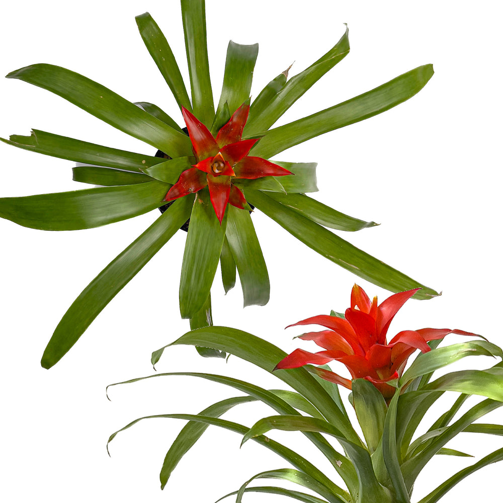 bromeliad plants care