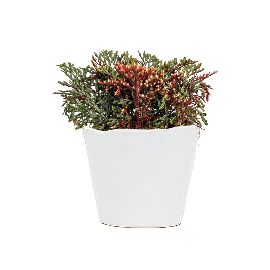 Red Spike Moss Small