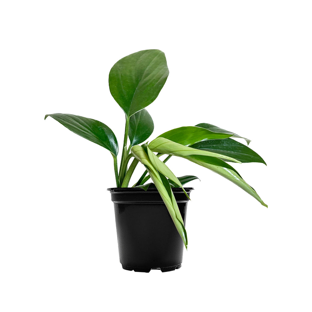 Rhaphidophora Decursiva Small