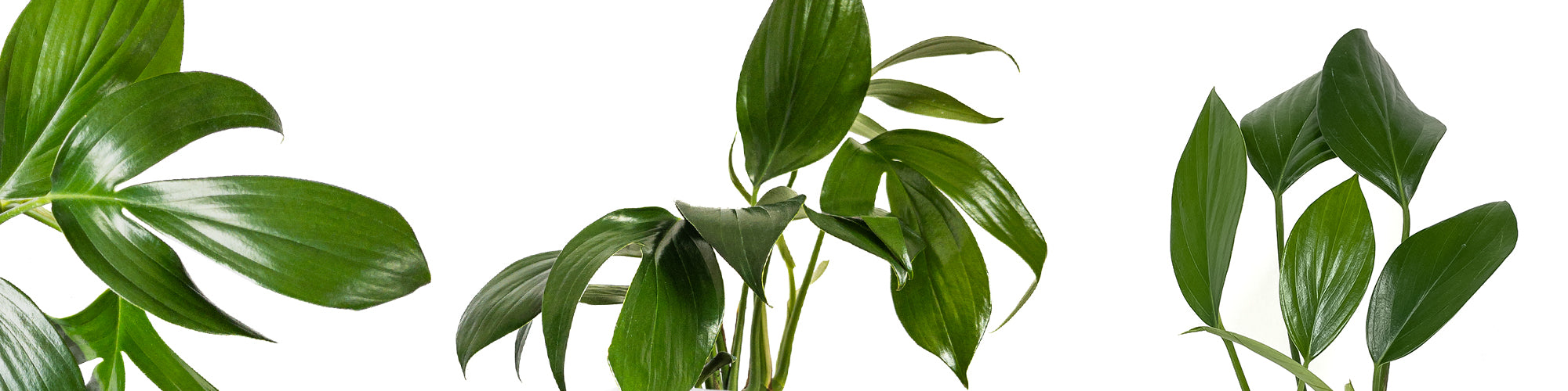 Rhaphidophora decursiva
