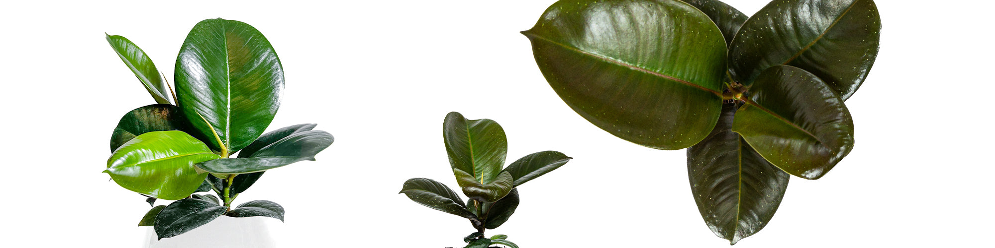 Rubber Tree Sofia