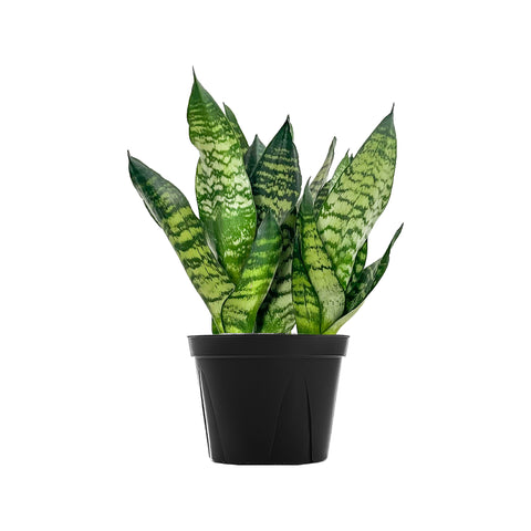 Sansevieria Black Coral Extra Large