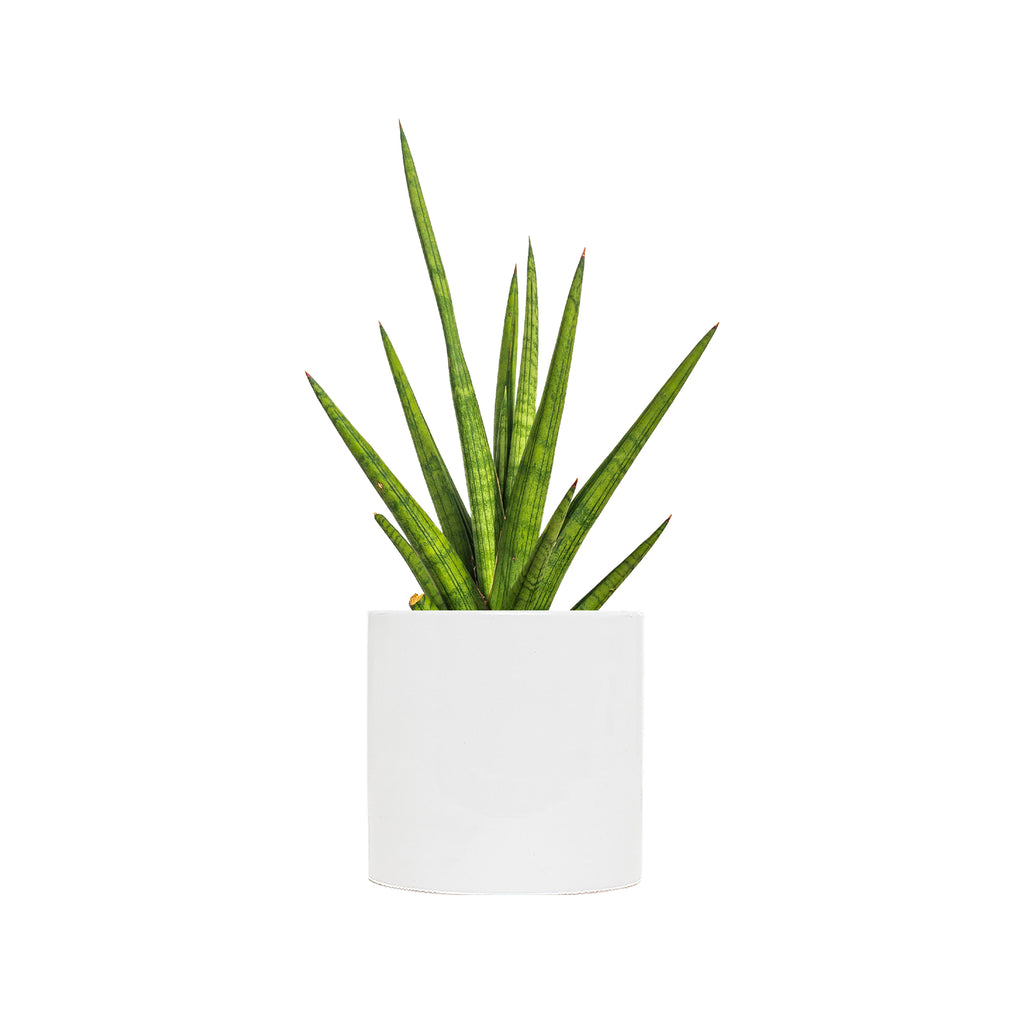 Sansevieria Bob Large