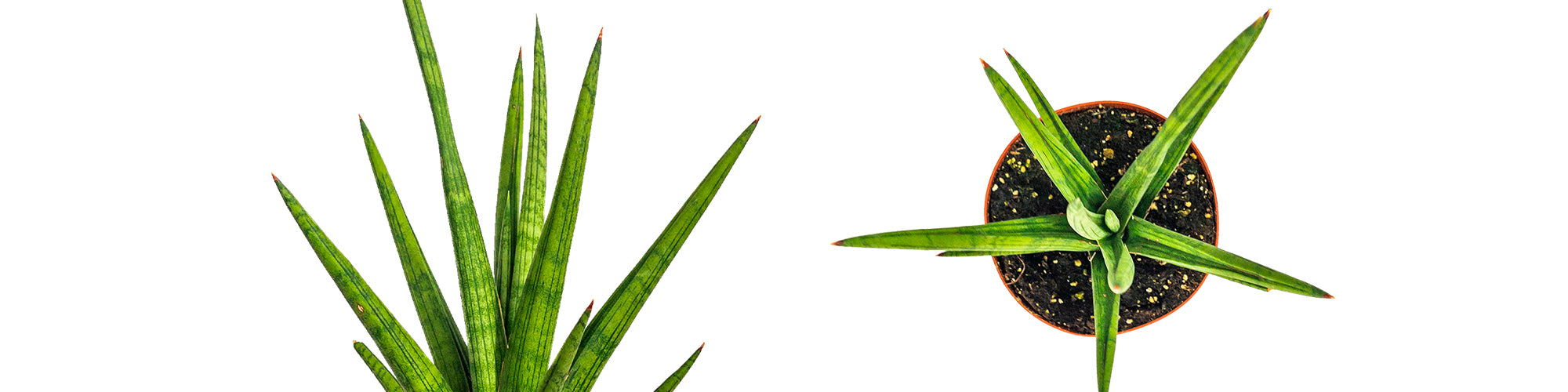 Sansevieria Bob
