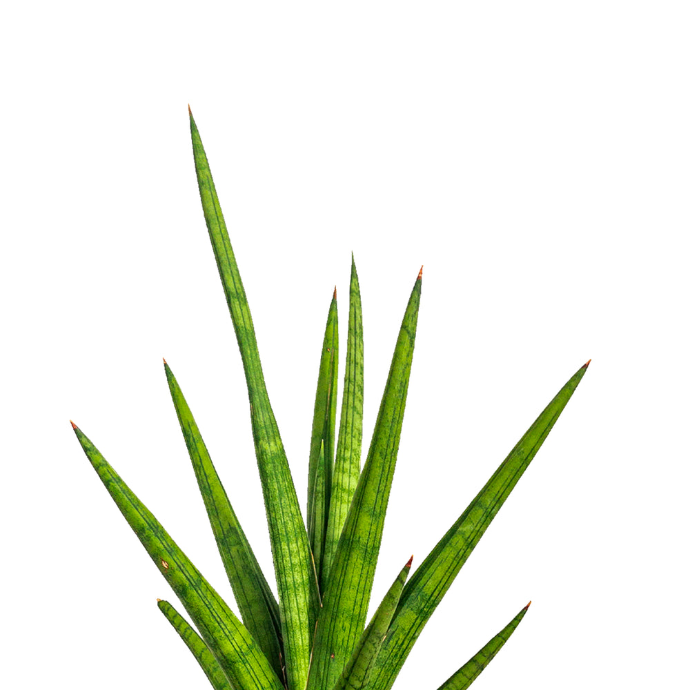 Sansevieria Bob