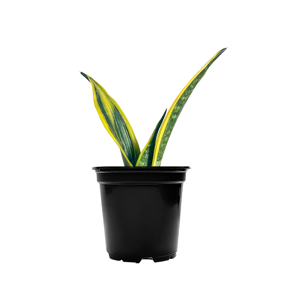 Sansevieria Gold Flame Small