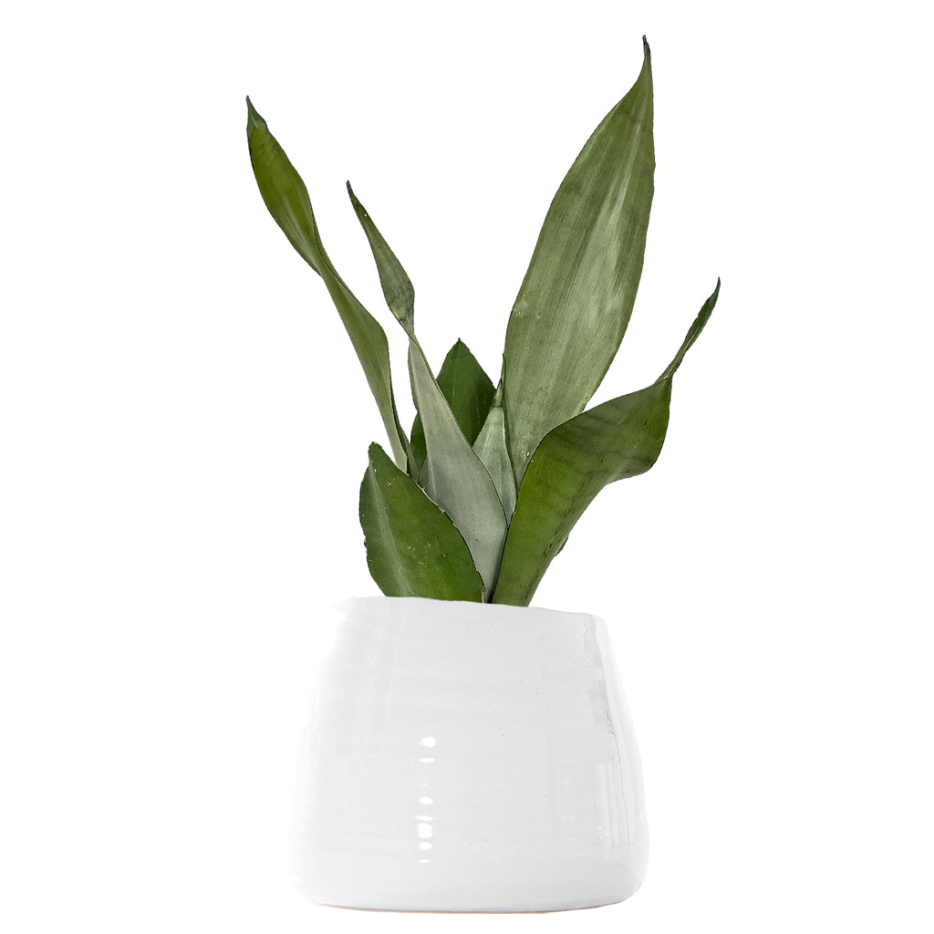Sansevieria Moonshine Large