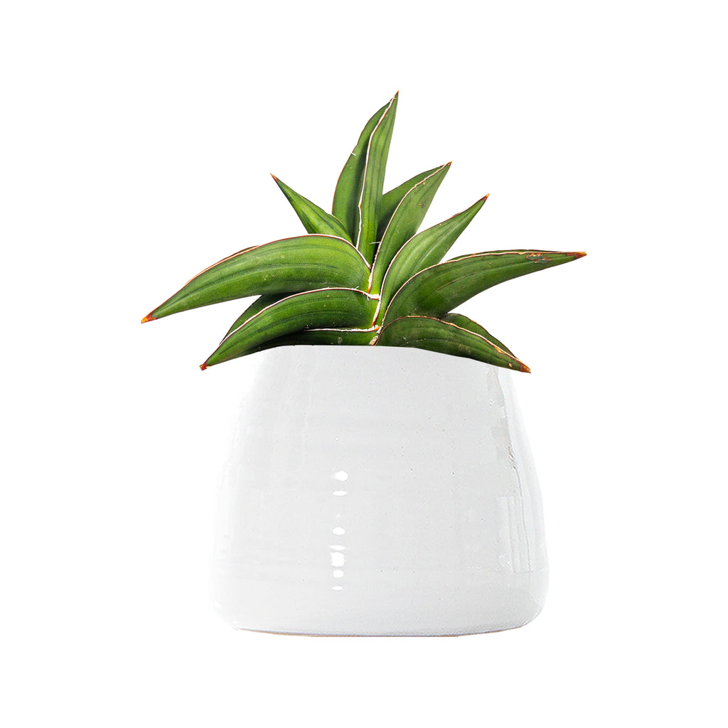 Sansevieria Samurai Large