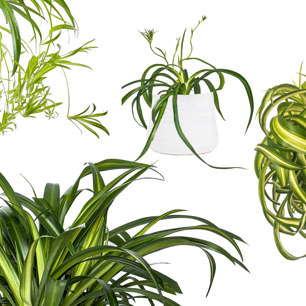 How to Grow & Care for Spider Plant (Airplane Plant)