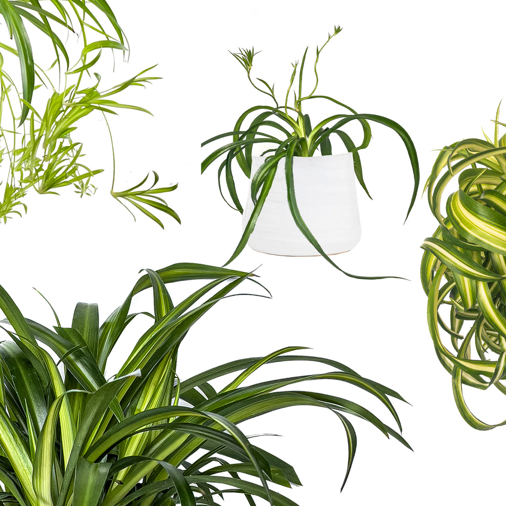 How To Care for a Spider Plant