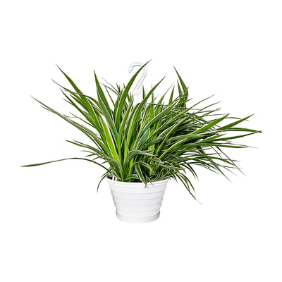 Spider Plant Reverse Extra Large