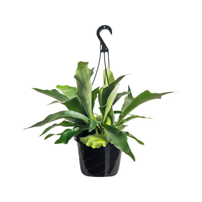 Staghorn Fern Extra Large