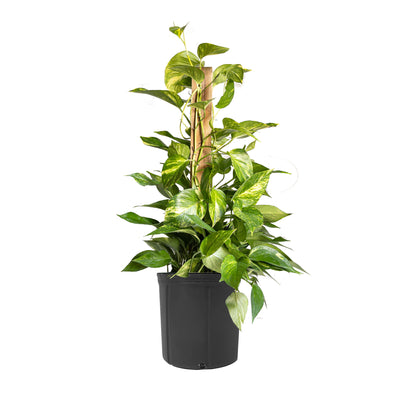 Staked Golden Pothos Extra Large