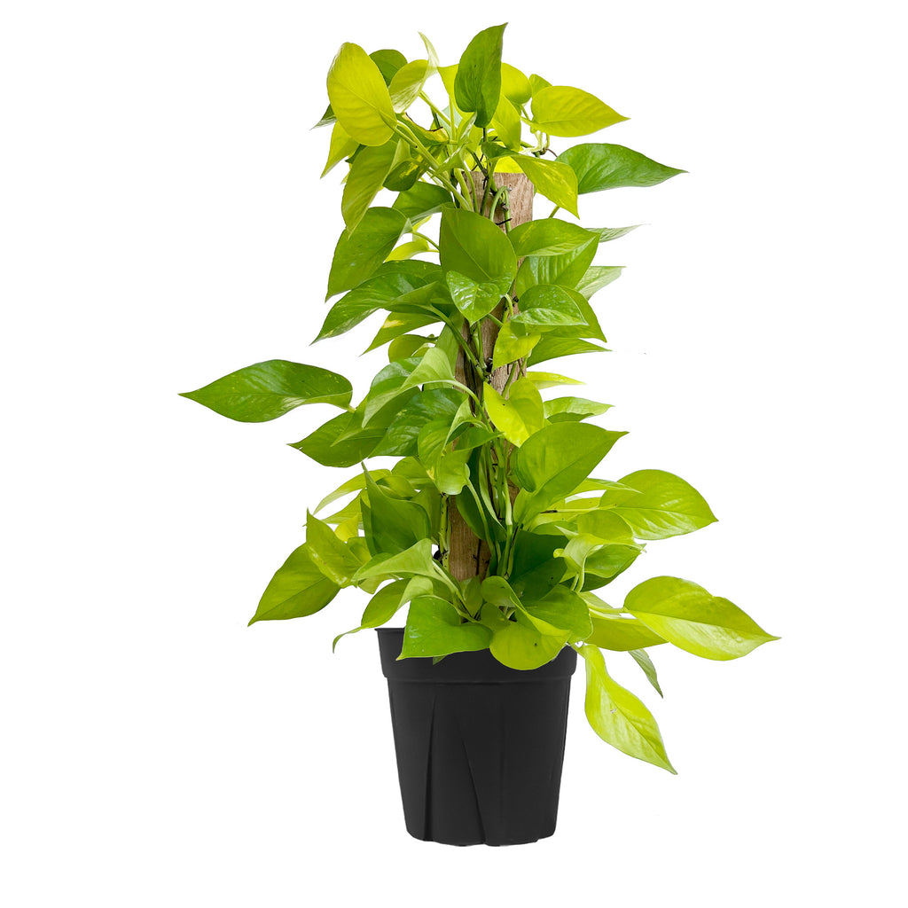 Staked Neon Pothos Large