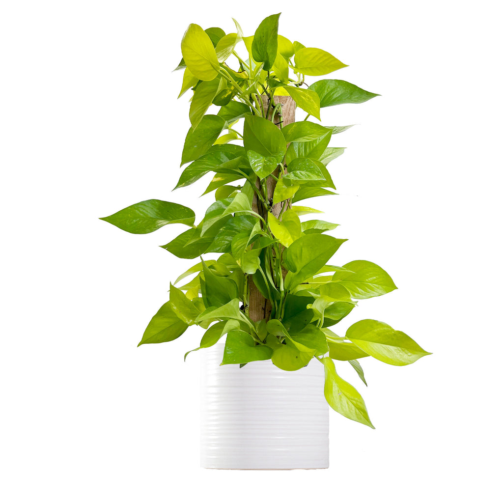 Staked Neon Pothos Large