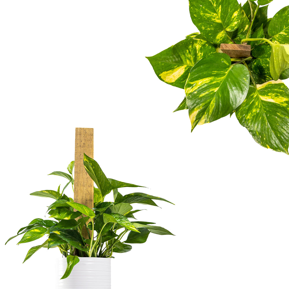 Staked Golden Pothos
