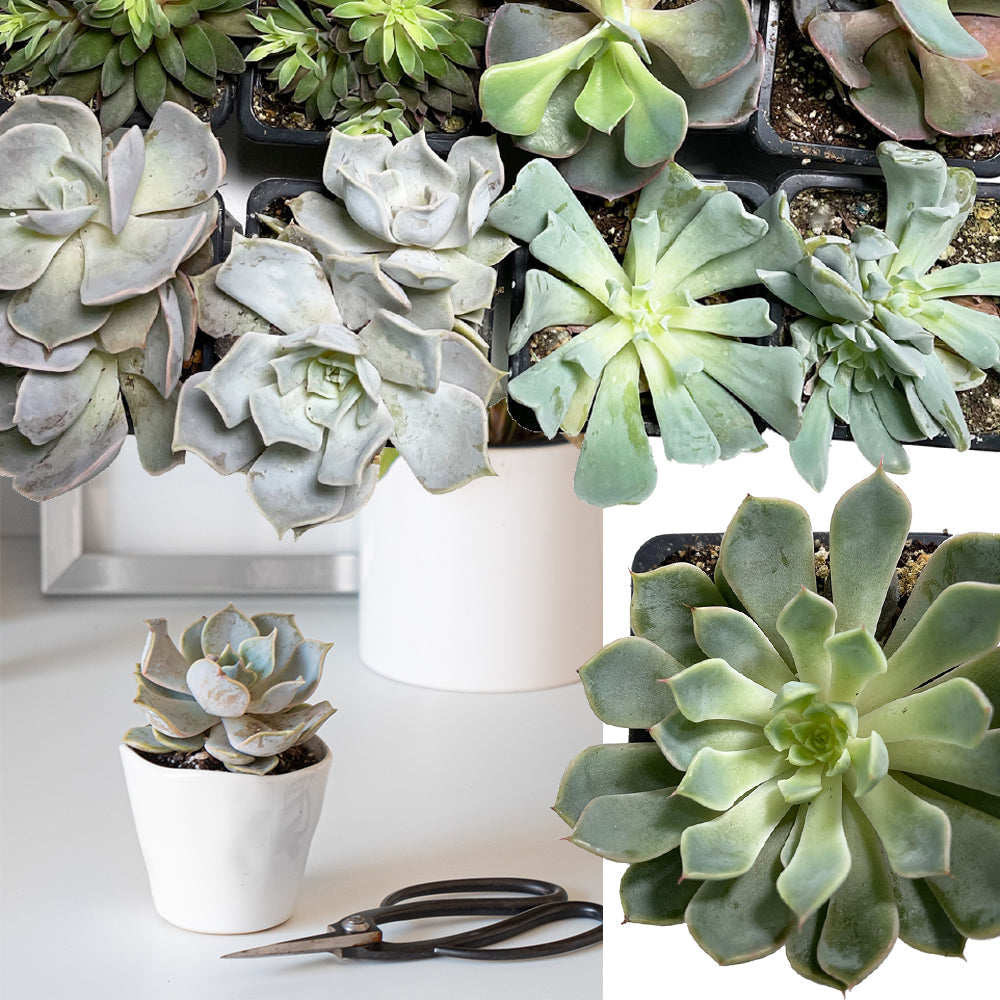 How to Grow & Care for Gasteria (Succulent Essential Guide)  