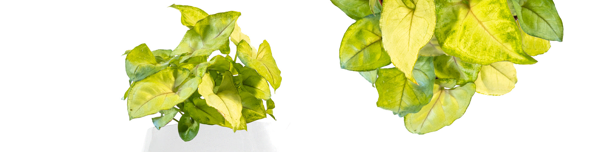 Syngonium 'Chiffon Allusion'