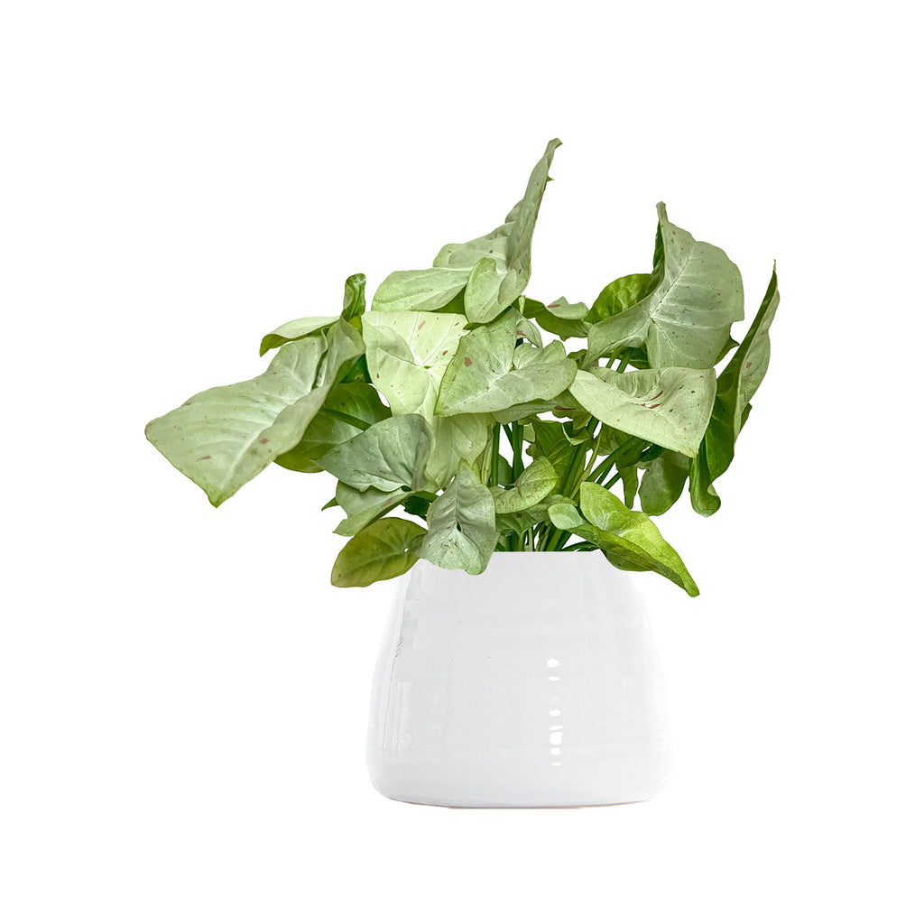 Syngonium Confetti Small