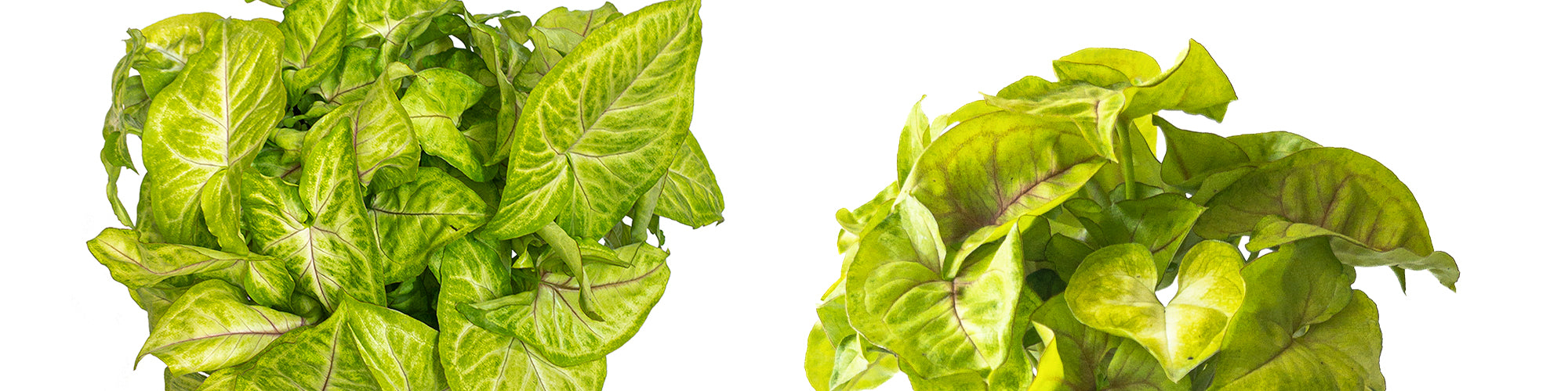 Syngonium Gold Allusion