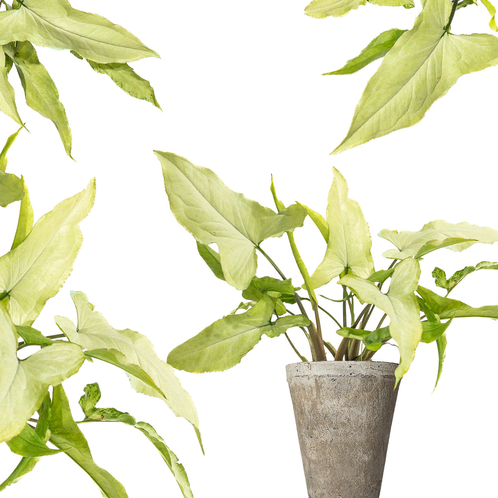 The Ultimate Syngonium 'Ngern Lai Plant Care Guide | Planterina
