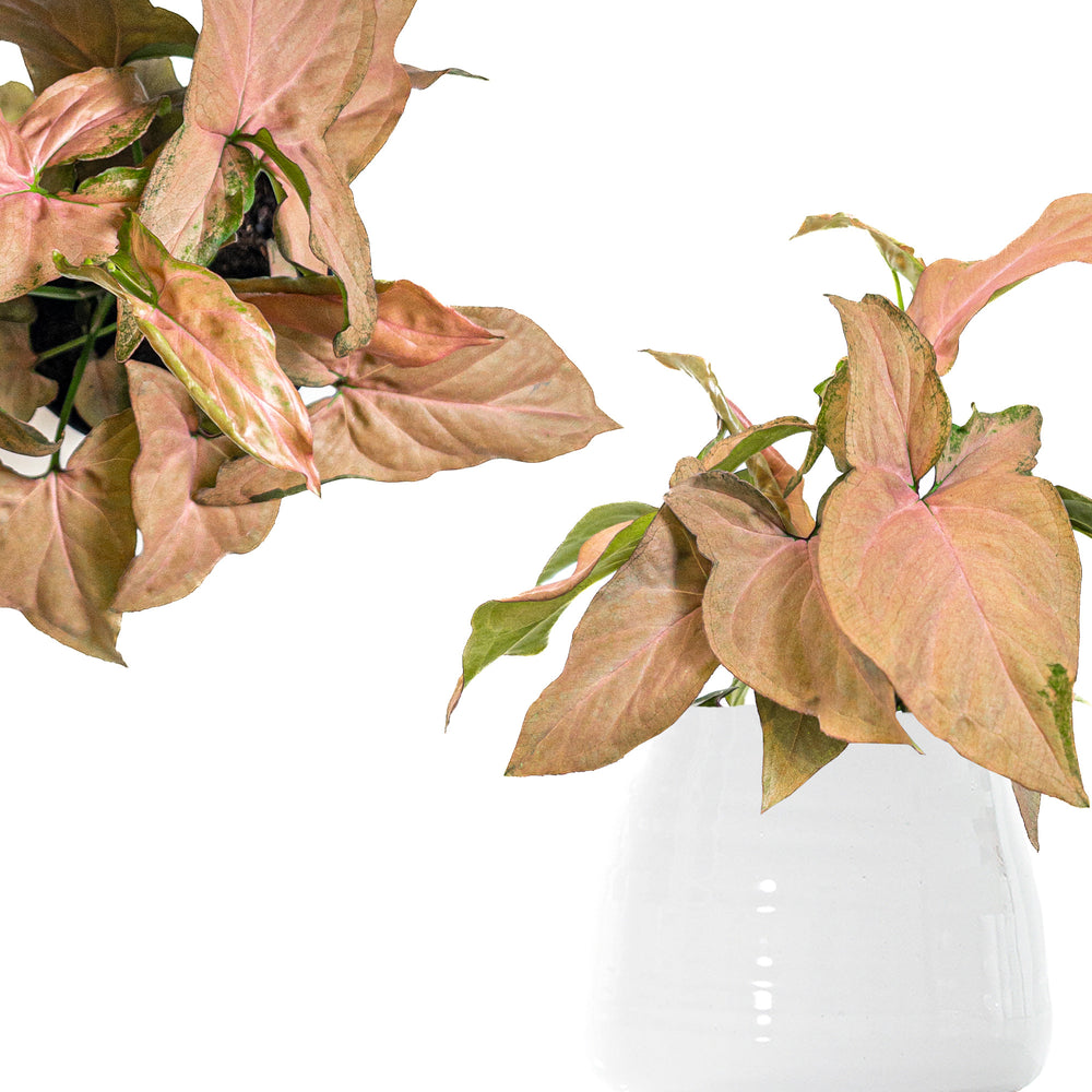 Syngonium Pink Splash